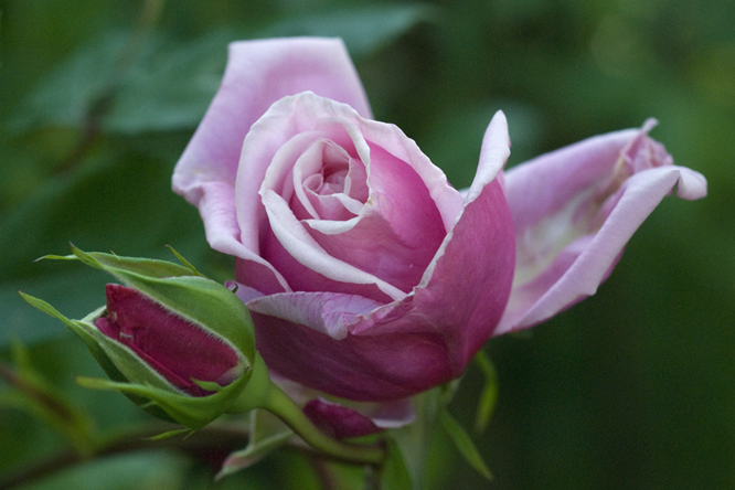 Rosa  'Blossomtime' au Jardin de la Salamandre en Dordogne
