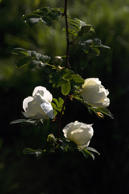 Rosa 'Cantabrigiensis' au Jardin de la Salamandre en Dordogne