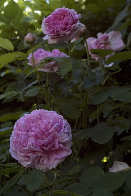 Rosa 'Gloire de France' 2 au Jardin de la Salamandre en Dordogne