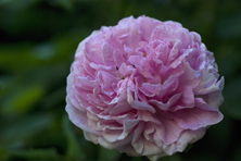 Rosa 'Gloire de France' au Jardin de la Salamandre en Dordogne