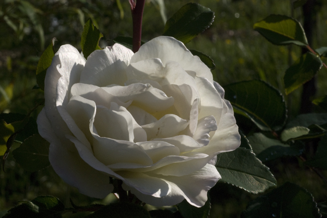 Rosa 'Gloire Lyonnaise' au Jardin de la Salamandre en Dordogne