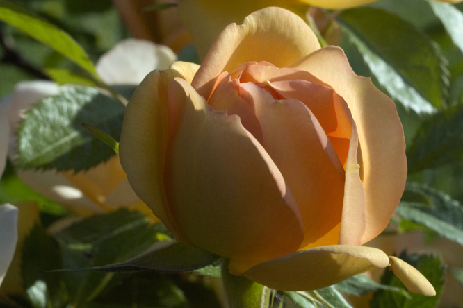Rosa  'Maigold' 2 au Jardin de la Salamandre en Dordogne