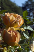 Rosa 'Maigold' au Jardin de la Salamandre en Dordogne