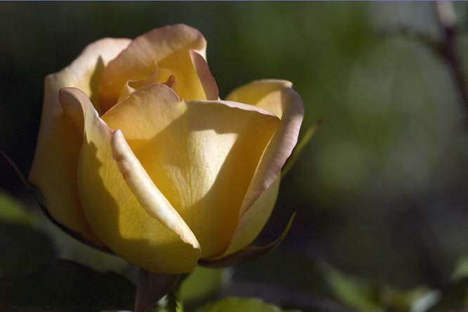 Rosa  'Maigold' au Jardin de la Salamandre en Dordogne