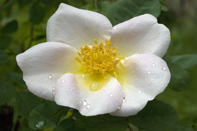 Rosa 'Nevada' au Jardin de la Salamandre en Dordogne