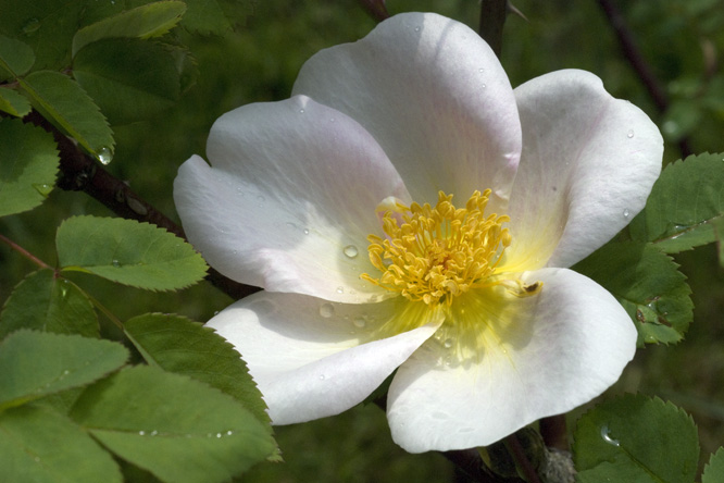 Rosa 'Nevada' 2 au Jardin de la Salamandre en Dordogne
