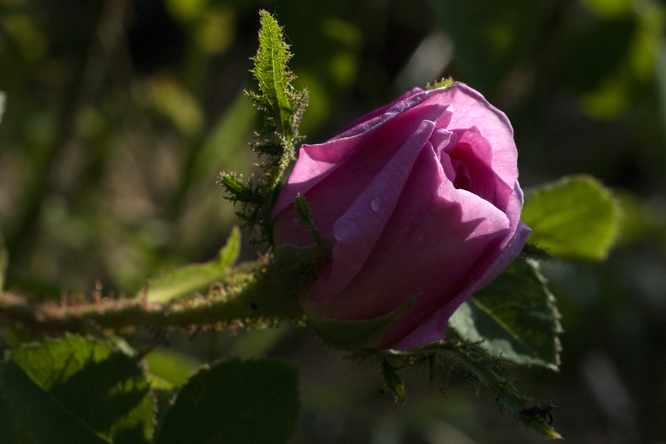 Rosa  'Salet' au Jardin de la Salamandre en Dordogne