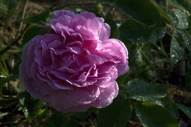 Rosa  'Salet' 2 au Jardin de la Salamandre en Dordogne
