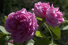 Rosa 'Salet' au Jardin de la Salamandre en Dordogne