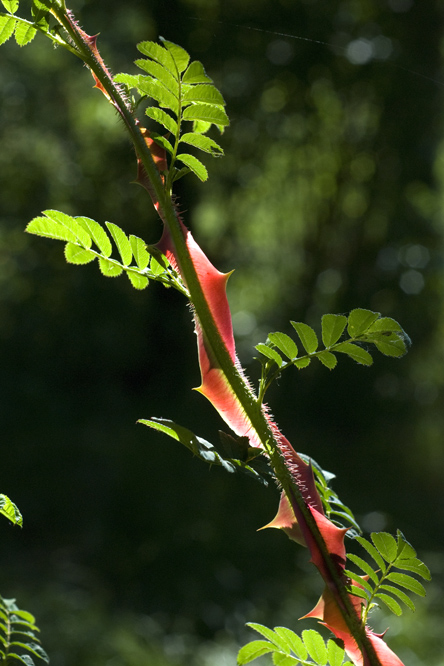 Rosa omeiensis ssp. sericea f. pteracantha 3au Jardin de la Salamandre en Dordogne