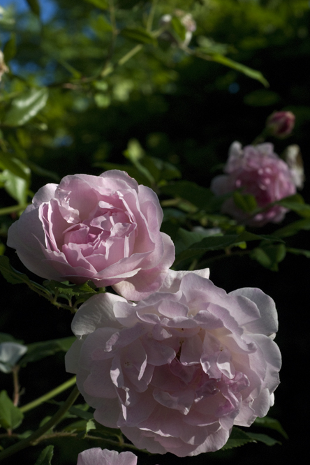 Rosa 'Splendid Garland'  au Jardin de la Salamandre en Dordogne