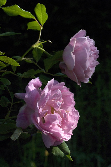 Rosa 'Splendid Garland' 2 au Jardin de la Salamandre en Dordogne