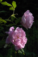 Rosa 'Splendid Garland' au Jardin de la Salamandre en Dordogne