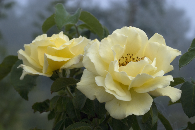 Rosa 'Zitronenfalter' au Jardin de la Salamandre en Dordogne