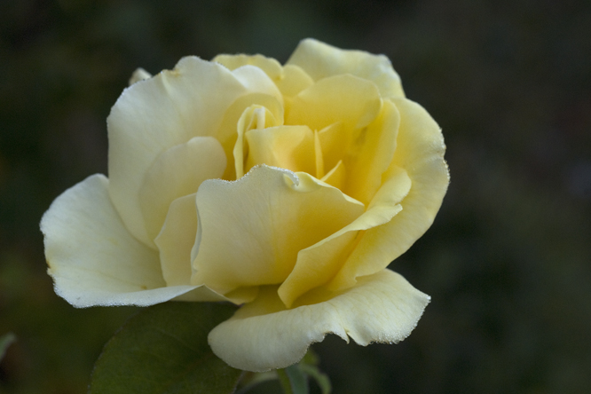Rosa 'Zitronenfalter' 2 au Jardin de la Salamandre en Dordogne
