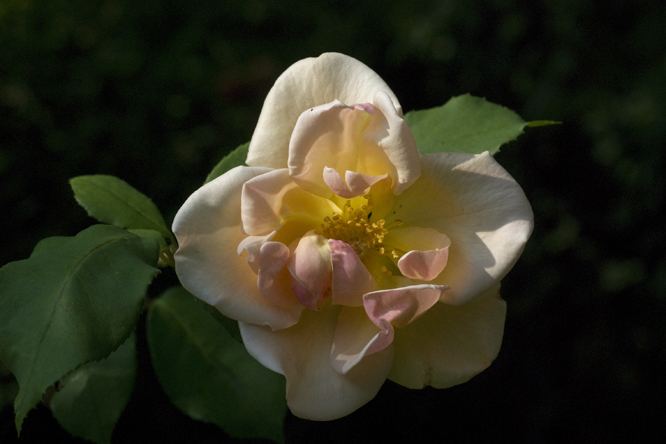 Rosa  'Autumn Delight' au Jardin de la Salamandre en Dordogne