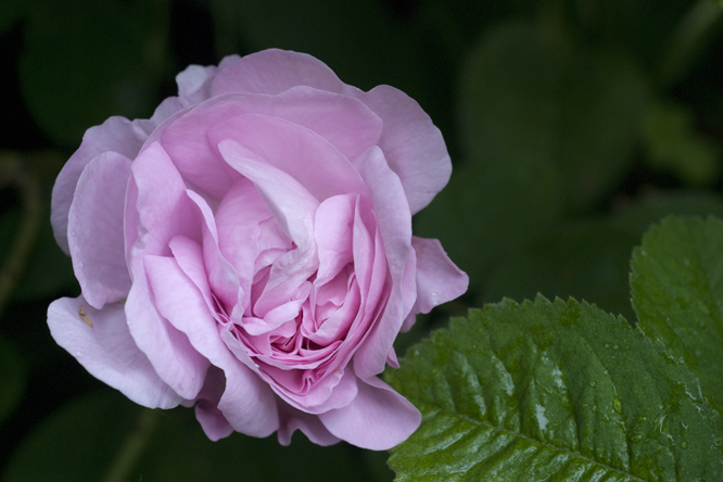 Rosa 'Gloire de France' au Jardin de la Salamandre en Dordogne
