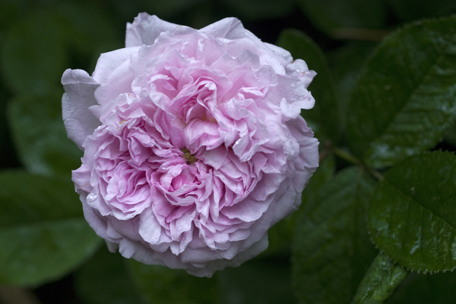 Rosa 'Gloire de France' 2 au Jardin de la Salamandre en Dordogne
