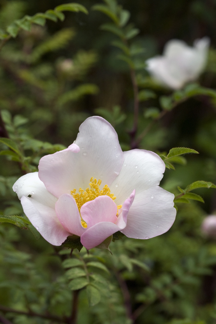 Rosa  roxburghii 'Normalis' au Jardin de la Salamandre en Dordogne