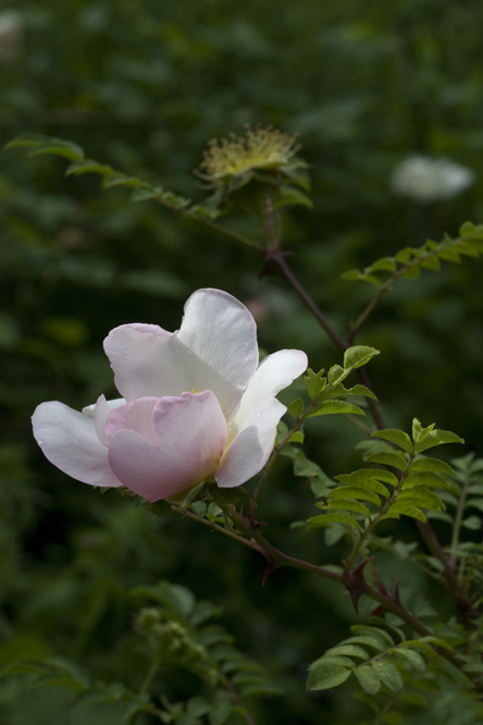 Rosa  roxburghii 'Normalis' 2 au Jardin de la Salamandre en Dordogne