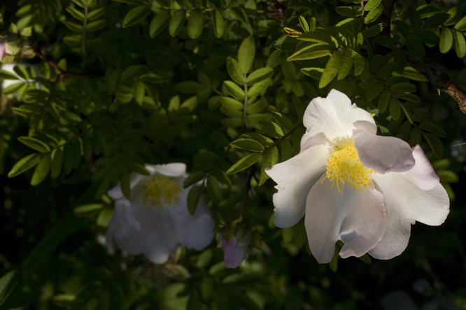Rosa  roxburghii 'Normalis' 3 au Jardin de la Salamandre en Dordogne