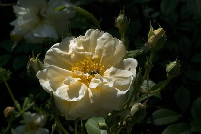 Rosa 'Thisbé' 2 au Jardin de la Salamandre en Dordogne