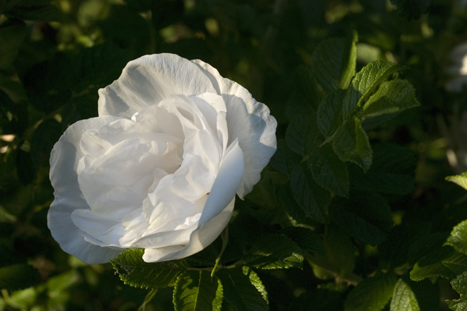 Rosa 'White Perfection' 2 au Jardin de la Salamandre en Dordogne