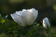 Rosa 'White Perfection' au Jardin de la Salamandre