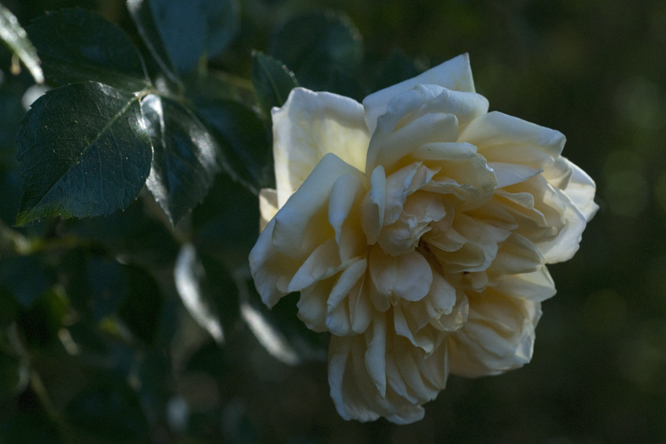Rosa 'Gardenia' 2 au Jardin de la Salamandre en Dordogne