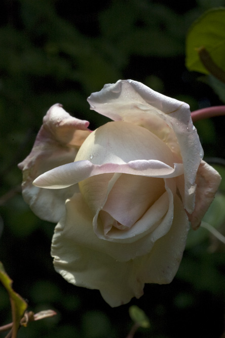 Rosa 'Souvenir d'un ami' au Jardin de la Salamandre