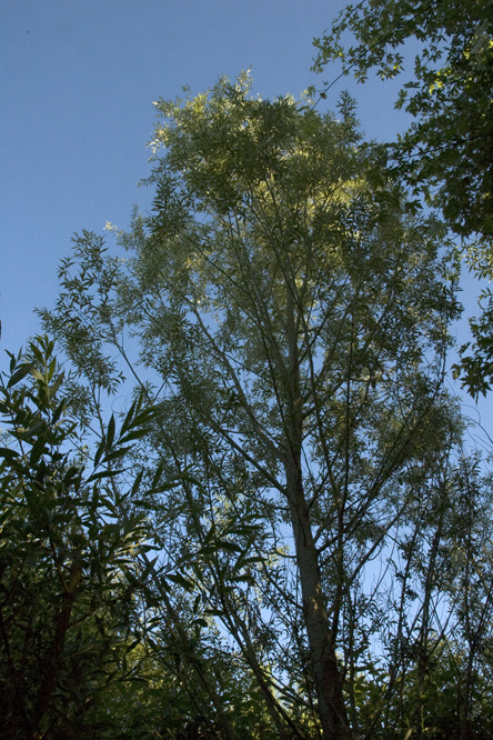 Salix alba sericea au Jardin de la Salamandre en Dordogne