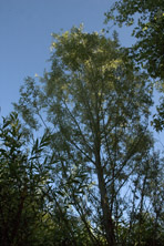 Salix alba 'Sericea' au Jardin de la Salamandre en Dordogne