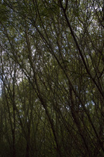 Salix fluviatilis au Jardin de la Salamandre en Dordogne