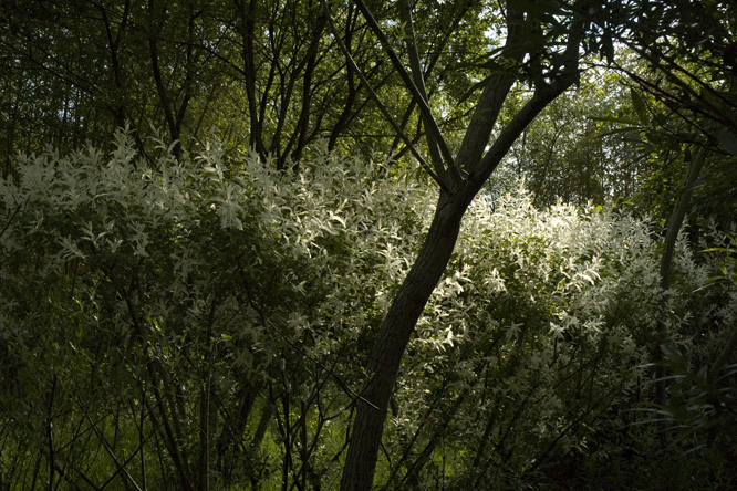 Salix integra 'Hakuro Nishiki' au Jardin de la Salamandre en Dordogne