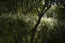 Salix integra 'hakuro Nishiki au Jardin de la Salamandre en Dordogne