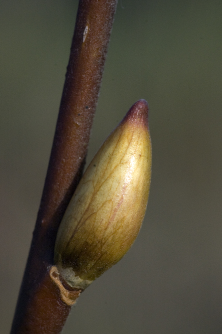 Salix lutea 2 au Jardin de la Salamandre en Dordogne