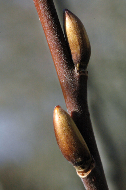 Salix lutea 3 au Jardin de la Salamandre en Dordogne