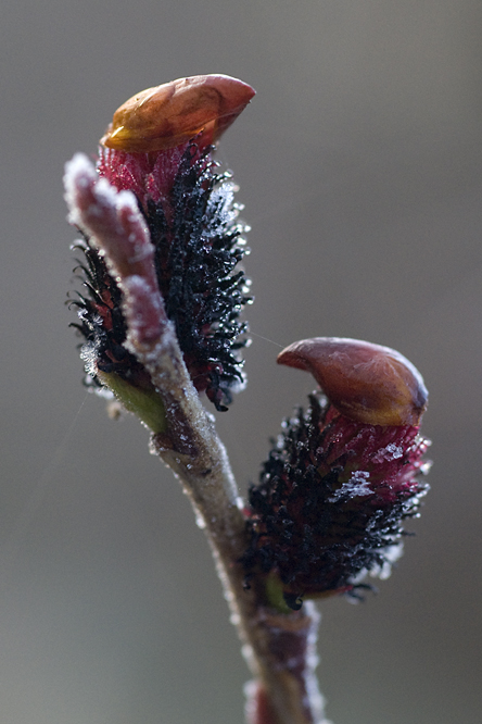 Salix gracilistyla  var. melanostachys 2 au Jardin de la Salamandre en Dordogne
