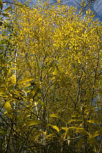 Salix rubens au Jardin de la Salamandre en Dordogne