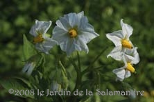 Fleurs de pomme de terre 'Oeil de perdrix' au Jardin de la Salamandre en Dordogne