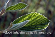Viburnum corylifolium au Jardin de la Salamandre en Dordogne