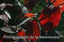 Viburnum lantanoides au Jardin de la Salamandre en Dordogne