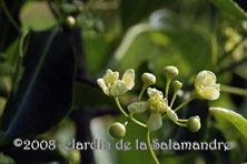 Viburnum odoratissimum au Jardin de la Salamandre en Dordogne