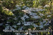 Viburnum plicatum 'Lanarth' au Jardin de la Salamandre en Dordogne