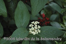 Viburnum rhytidophylloides 'Willowwood' au Jardin de la Salamandre en Dordogne 