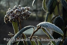 Viburnum rhytidophyllum au Jardin de la Salamandre en Dordogne
