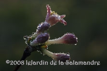 Viburnum x bodnantense 'Dawn' au Jardin de la Samandre en Dordogne