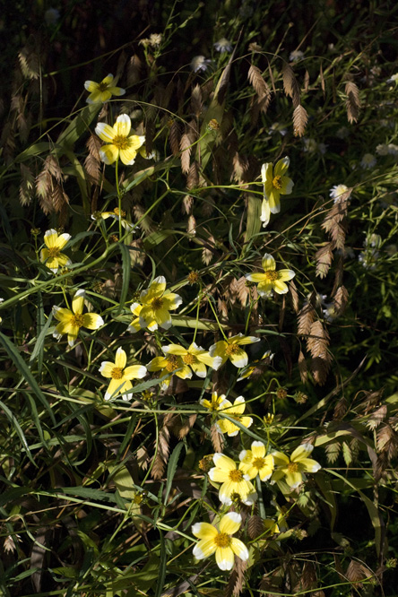 Bidens heterophylla 'Hannay's Lemon Drop' au Jardin de la Salamandre en Dordogne