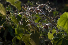 Epimedium fargesii au Jardin de la Salamandre en Dordogne