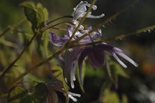 Epimedium versicolor au Jardin de la Salamandre en Dordogne